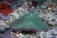 Killikus&reg; Fotographie